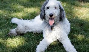 https://dobermanns.org/entrenamiento/como-entrenar-a-un-bernedoodle-dogster/