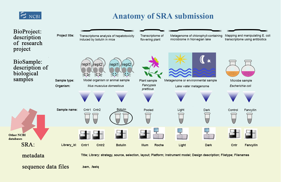 https://www.ncbi.nlm.nih.gov/sra/docs/sradb