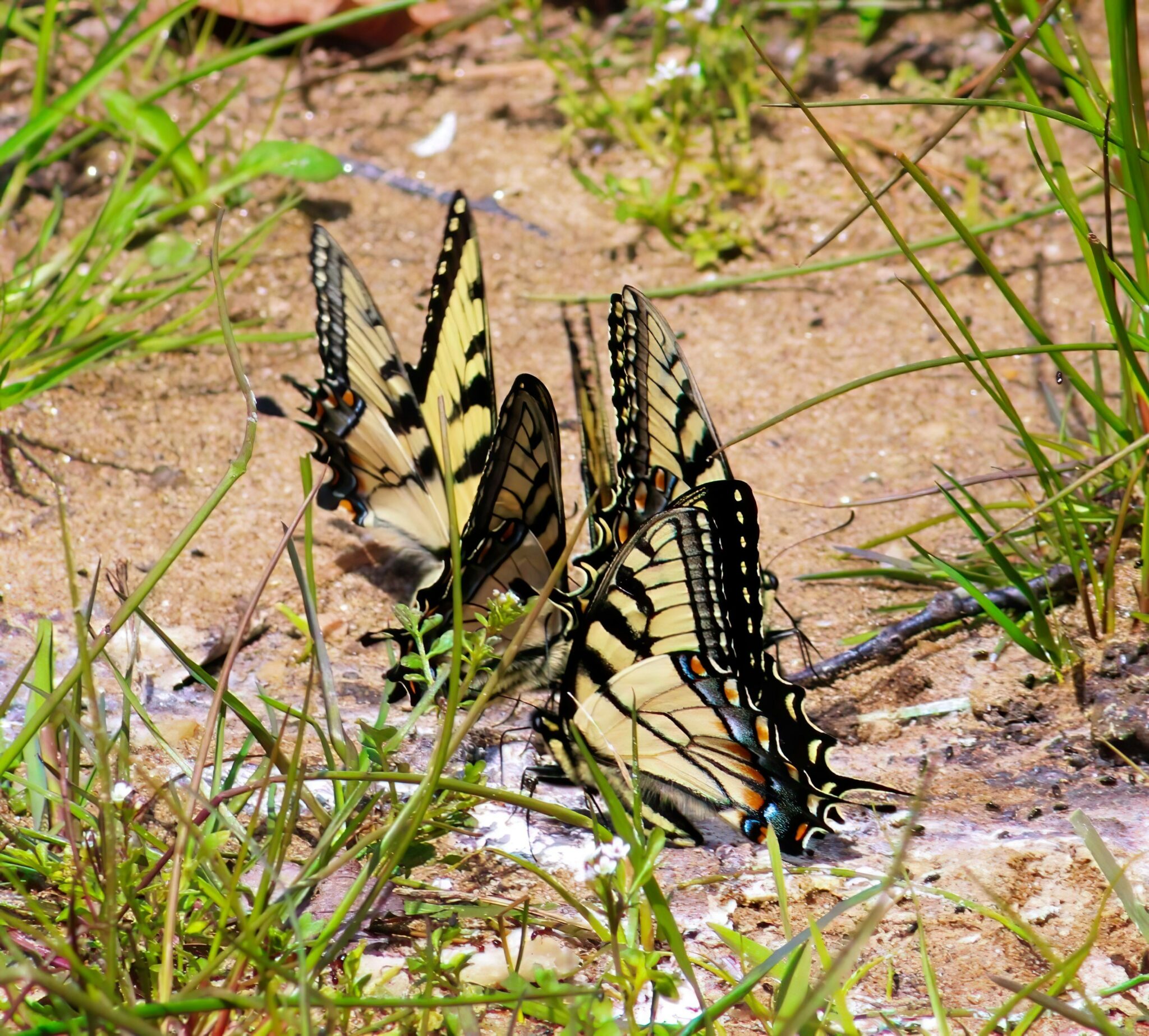 https://pussmoth.com/mariposas-palomas-o-globos