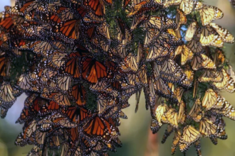 https://pussmoth.com/las-mariposas-monarca-regresan-a-lo-grande