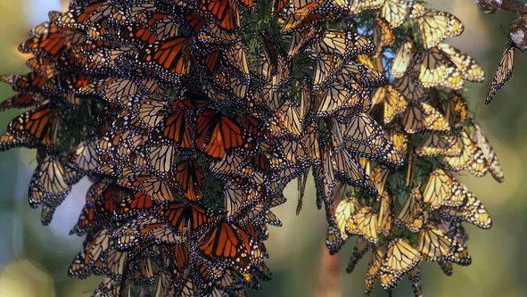 https://pussmoth.com/las-mariposas-monarca-regresan-a-lo-grande